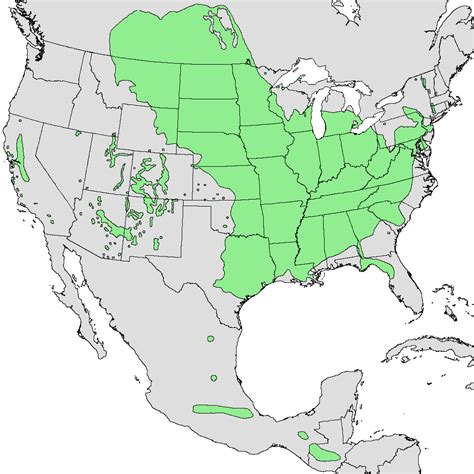 box elder distribution|what is box elder.